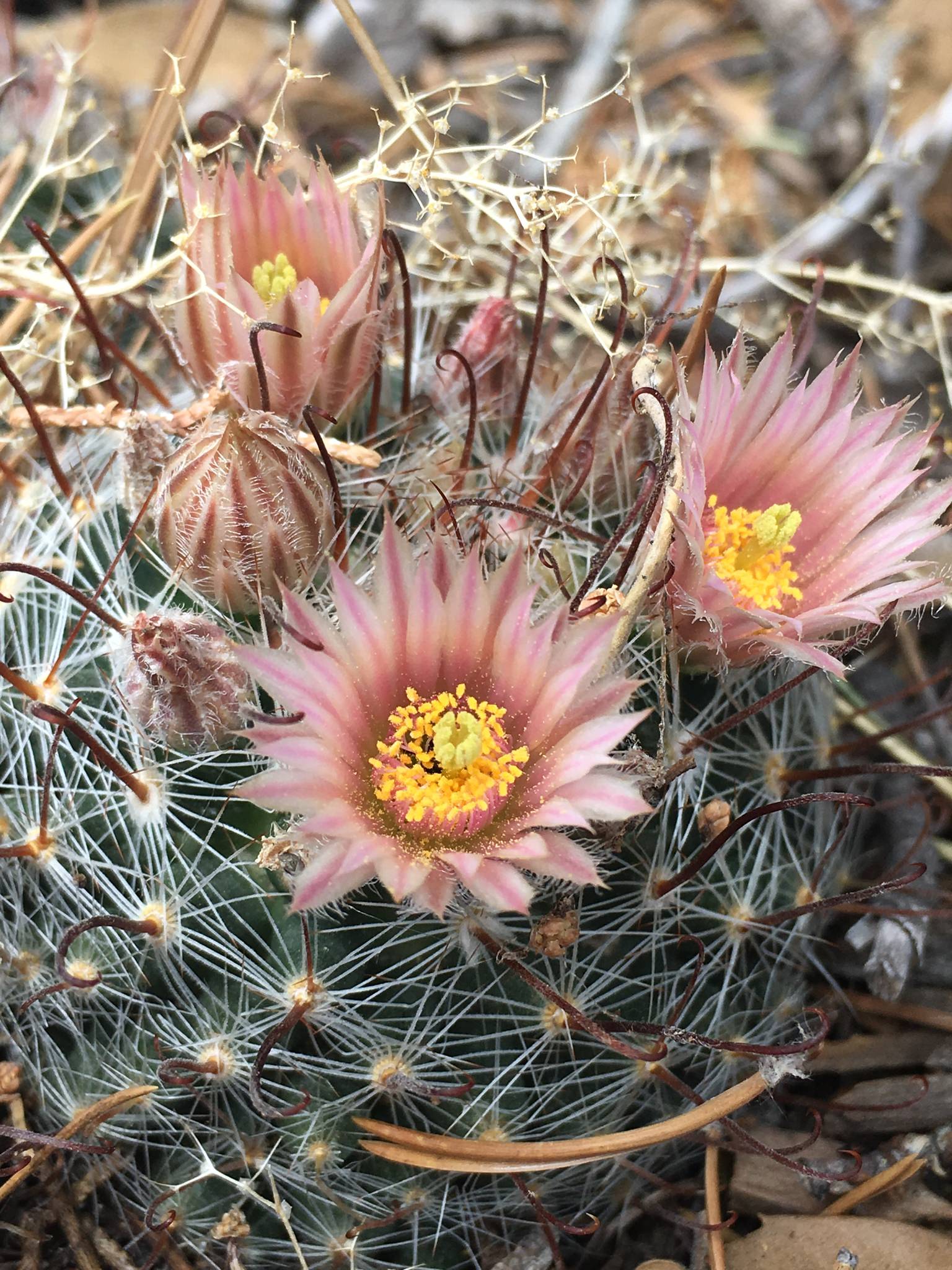 Mammillaria barbata